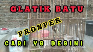 How to Choose a Java Sparrow for a Successful Bird Singing | Bird Singing Tips