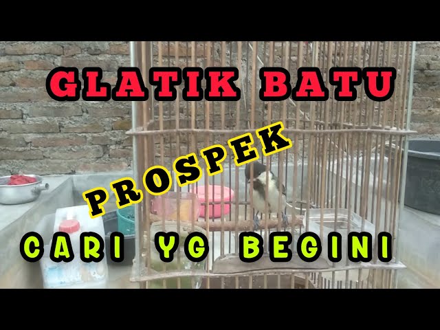 Cara Memilih Gelatik Batu Bahan Ombyokan Calon Gacor | Tips Ngombyok Burung class=