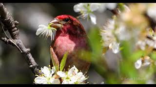 HE TRIES TO PICK THE BEST BLOSSOM FOR HIS PARTNER #finch #valentine