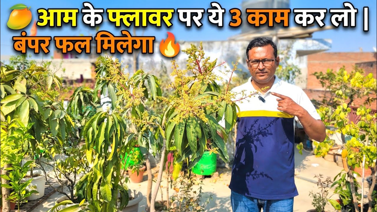 🥭 आम के फ्लावर पर ये 3 काम कर लो | बंपर फल मिलेगा 🔥