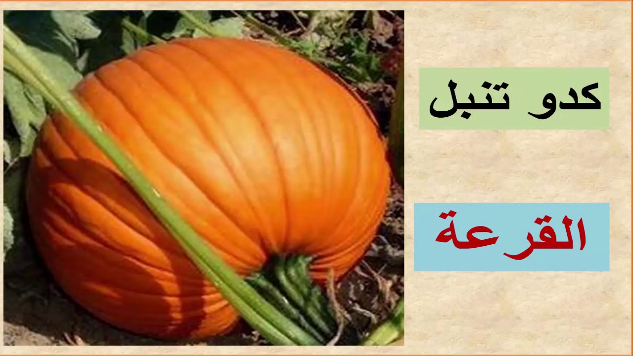 المفردات الاكثر استخداماً في اللغة الفارسية (مع النطق ) / الغذاء- المطاعم- المطبخ /الجزء الثاني