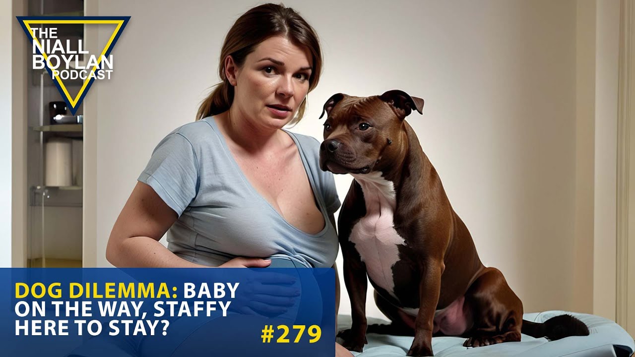 279 Dog Dilemma Baby on the Way Staffy Here to Stay? Trailer YouTube