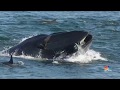 CRAZY !! Guy Is Swept Into 55 FT Whale’s Mouth and Survived to Tell The Tale