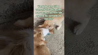 na roça com Osvaldo #gado  gato e galinha é cachorro 🐕🤩