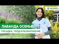 Секреты выращивания лаванды. Правильная обрезка и осенний уход.