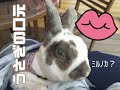 うさぎの口元を観察してみよう　#うさぎ #レッキス #rabbits #rex #シロチャ