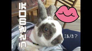 うさぎの口元を観察してみよう　#うさぎ #レッキス #rabbits #rex #シロチャ