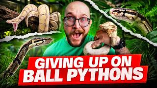 Everyone is GIVING UP on Ball Pythons! Here's Why