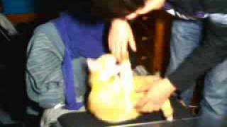 Re: Surprised Kitty (Original)