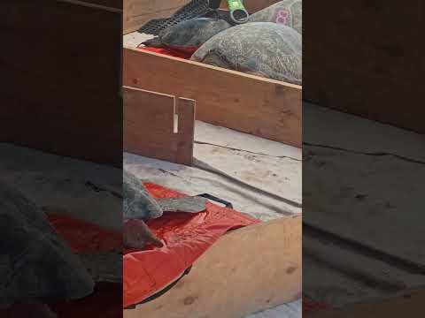 300lb. ENDANGERED SeaTurtles