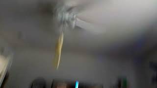 CHICKEN ON AN\\A CEILING FAN!!!!!!!!!!!!!!!