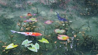 4k Ultra Hd モネの池 The Pond Such As Monet Paintings Shot On Red Epic Youtube