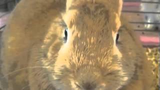 Song Jaycueaitch-Adam-Paul-Green Aberdeen Uk Letting-Off-Steam By-Health-Canada