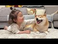 1歳児がハイハイをし始めると自分も出来ることをアピールし始める豆柴が可愛すぎました...