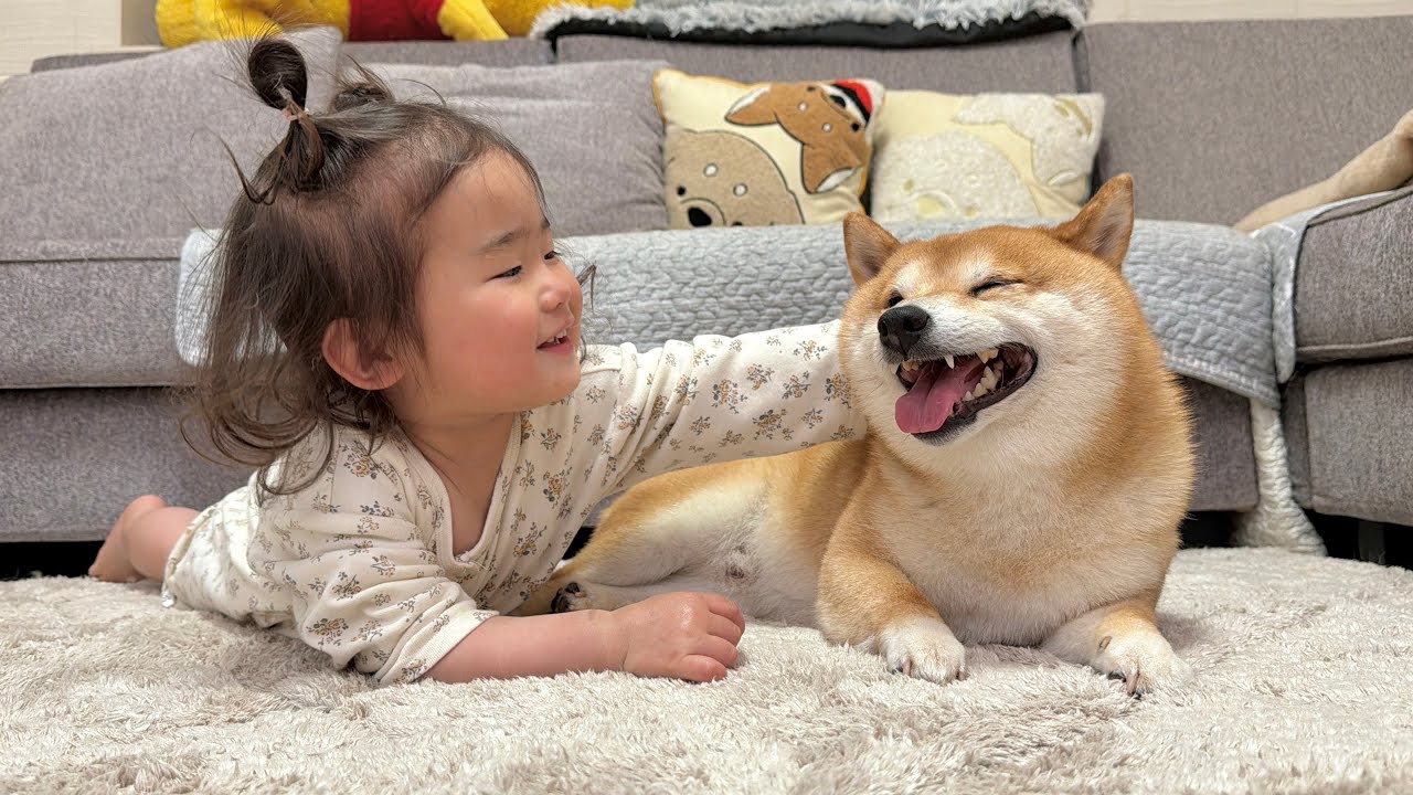 1歳児がハイハイをし始めると自分も出来ることをアピールし始める豆柴