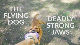 Английский Стаффорд Ленни English Staffordshire Bull Terrier Valencia. The Flying Dog