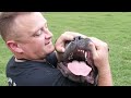 The First 5 Things Every Puppy Must Learn!