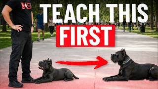 The First 5 Things Every Puppy Must Learn!