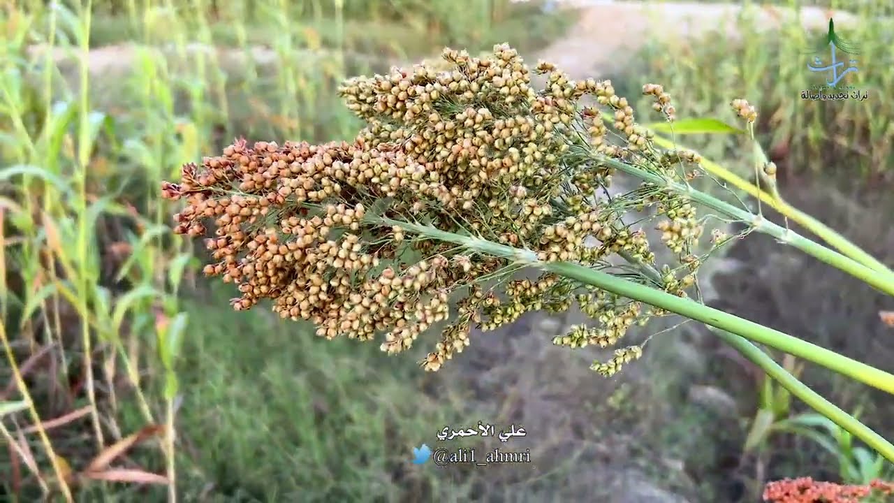 طرق الهوى قديم ونادر لمجموعة من الشعراء