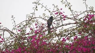 Eastern Koel calling in the rain