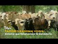 Pastoreo Racional Voisin: Sistema que Revoluciona la Ganadería - TvAgro por Juan Gonzalo Angel