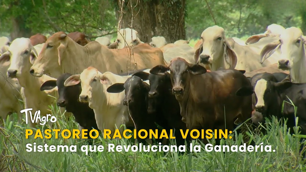Pastoreo Racional Voisin: Sistema que Revoluciona la Ganadería - TvAgro por Juan Gonzalo Angel