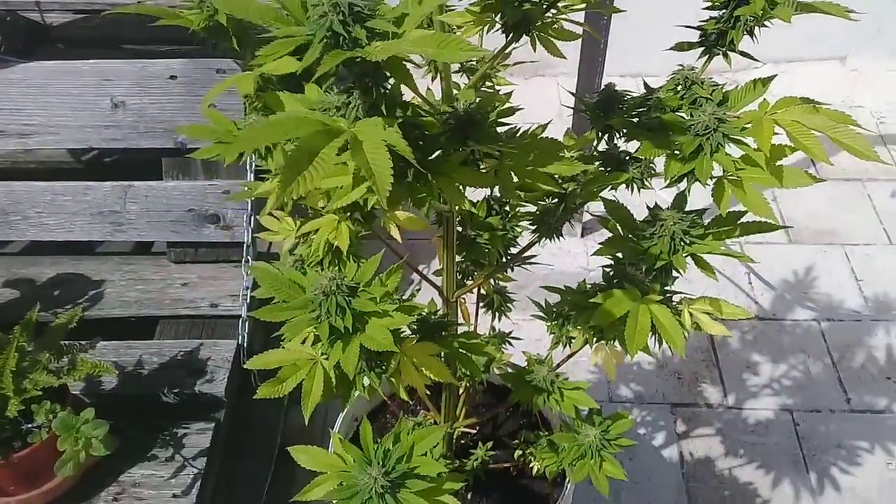 Sterling haze Montevideano  últimas semanas