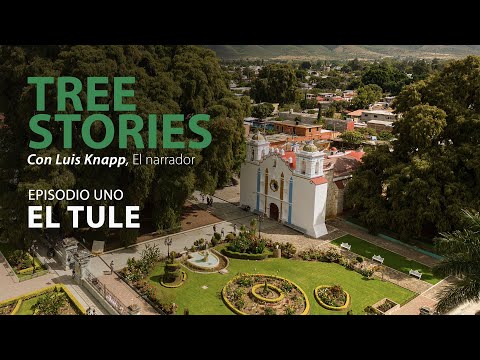 Tree Stories - Santa Maria del Tule (English Subtitles)