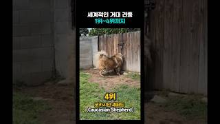 몸무게 162kg? 세계에서 가장 무거운 거대 견종 TOP 4