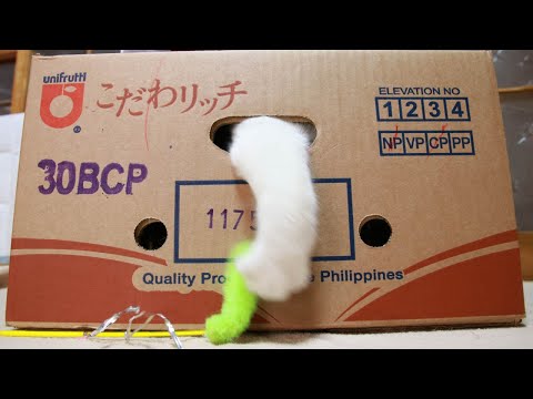 箱で遊ぶ猫　Box and cat　220311