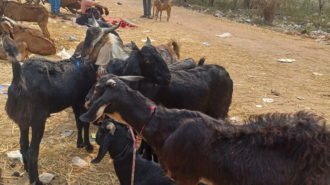 छत्तीसगढ़ का सबसे बड़ा और सस्ता बकरी बाज़ार मुंगेली जाने भाव Goat Market price mungeli 