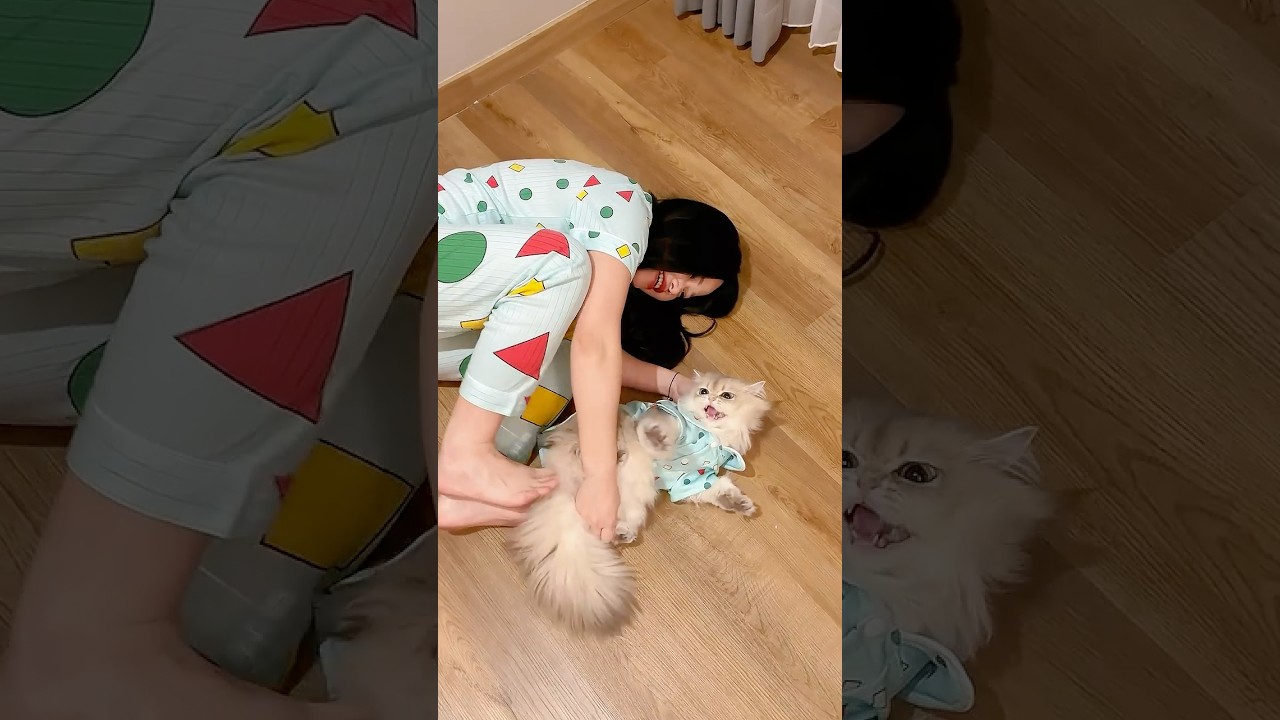 🙀: Halooo telponin policing woi #cat #kucinglucu #videolucu #funnyvideo #funnycats