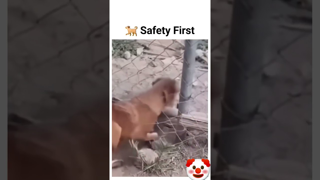 Safety first 🐕‍🦺 