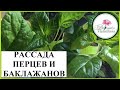 РАССАДА ПЕРЦА. ИНСТРУКЦИЯ ПО ВЫРАЩИВАНИЮ