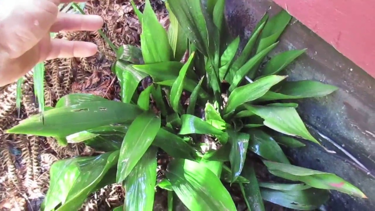 How to grow Castironplant YouTube