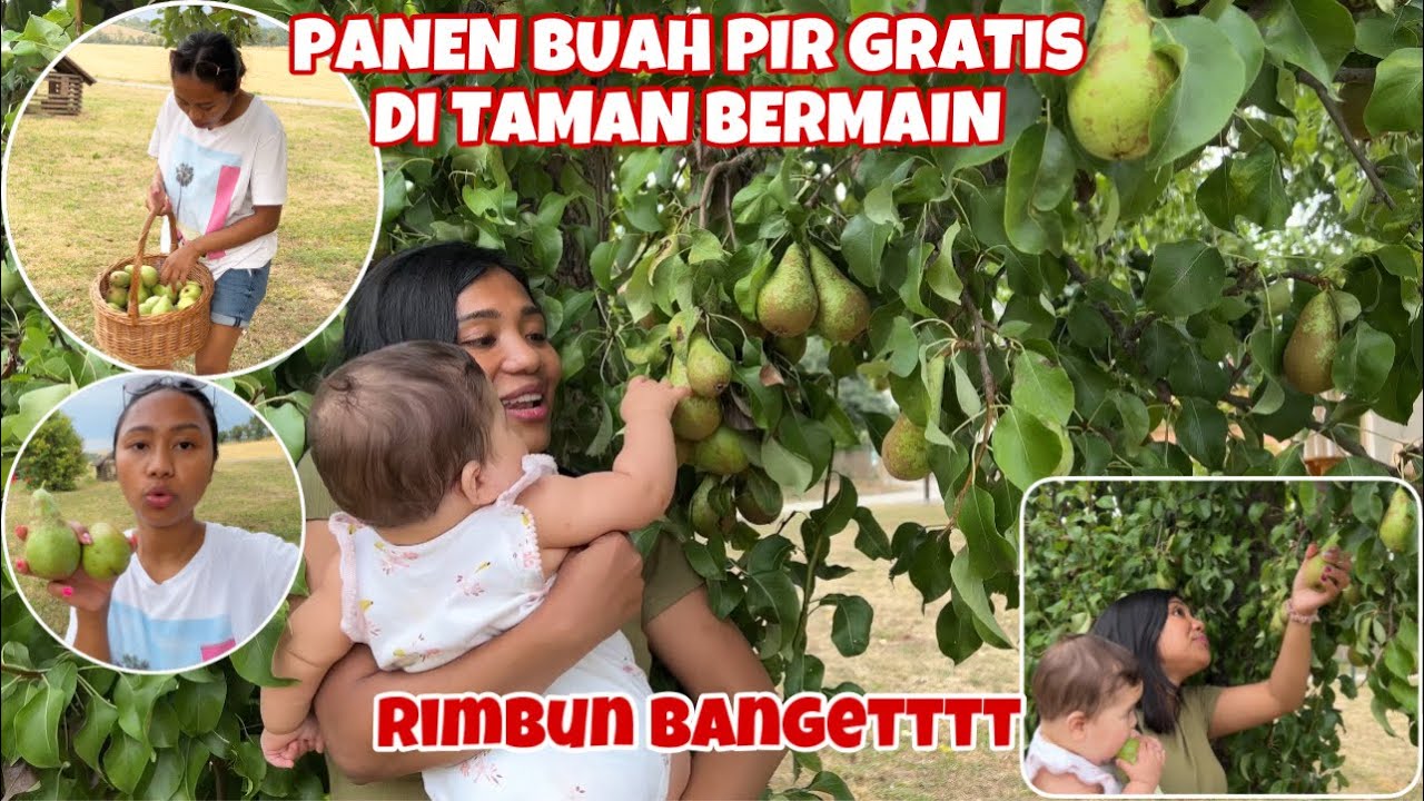 PANEN BUAH PIR GRATIS BARENG KELUARGA BAHAGIA DI JERMAN