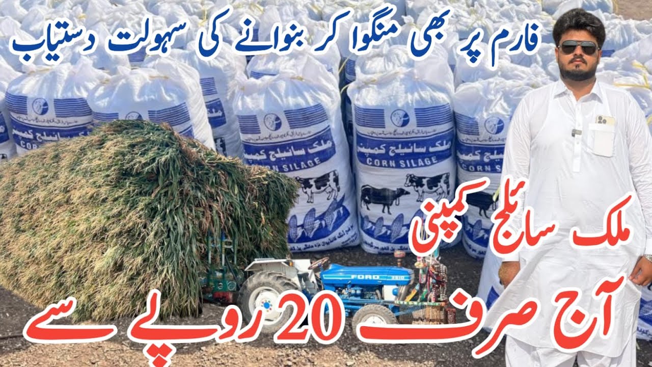 Malik Silage company | corn silage Very Good prices 