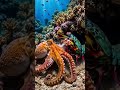 The Final Moment of the Octopus #whale  #WhaleFacts  #oceanlife  #marinebiology  #NatureIsWild