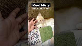 Why does my kitten always bite me? #catbite #kitten
