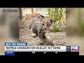Greenville Zoo reveals names of ocelot kittens