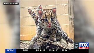 Greenville Zoo reveals names of ocelot kittens