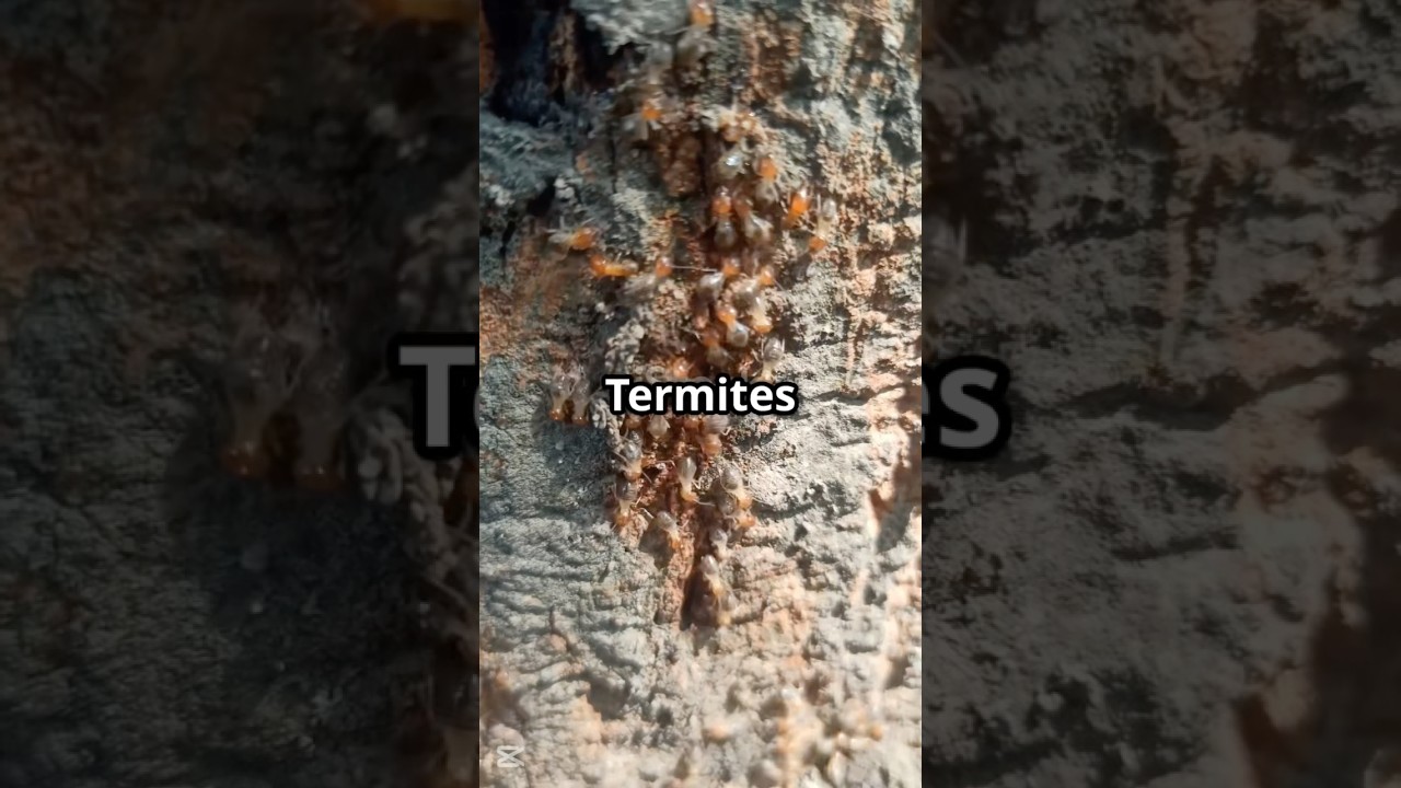 Termites! The Tiny Home Invaders 