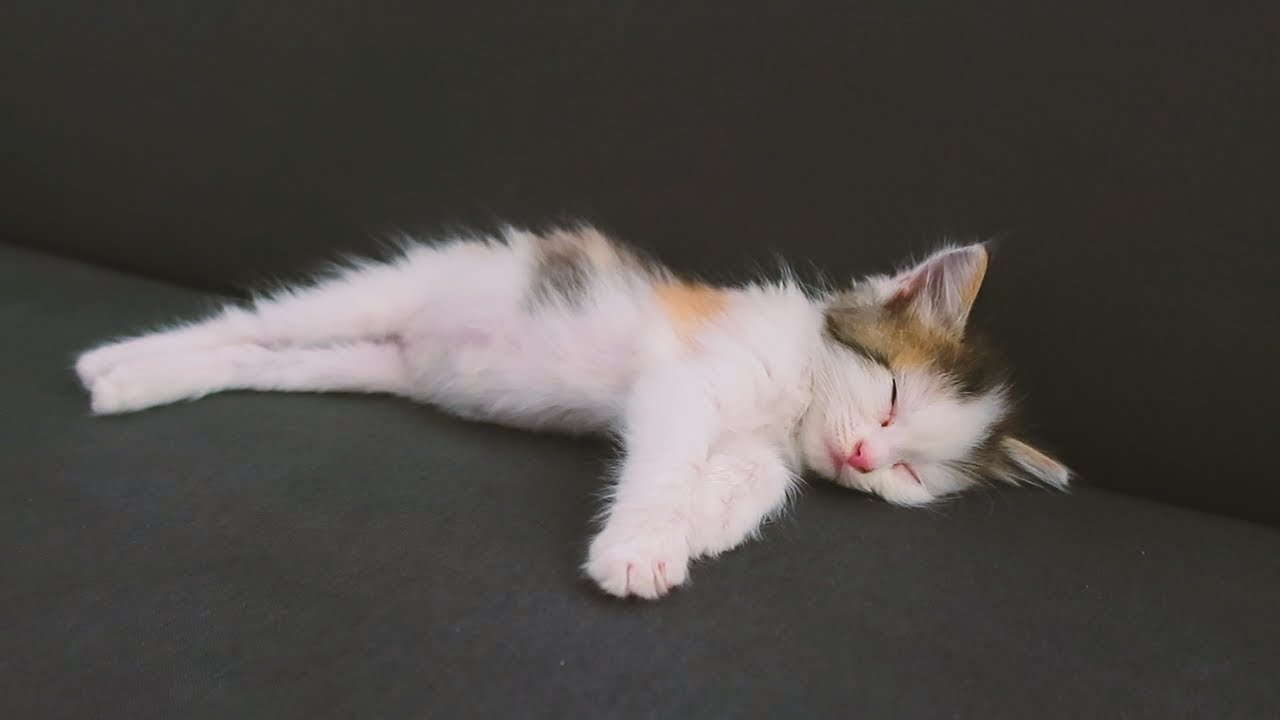 ON A PRIS UN PETIT CHATON - YouTube