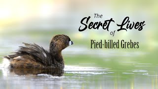 The Secret Lives of Pied-billed Grebes