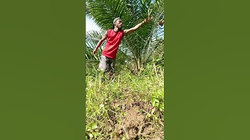 Harvesting cassava part 577 #shorts #farming #cassava #nature  #cassavaroots #cassavafarming