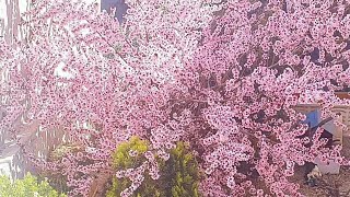Футаж. Природа Тенерифе. Вечная весна. Под музыку Чайковского Времена года, Апрель. stock footage