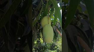 Mango 🥭 Trees 🌳 #viralvideo #trendingreels #ytshots #mango #tree #villagefood