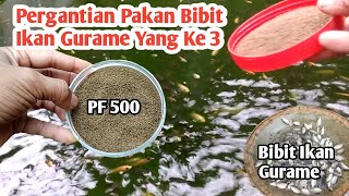 how to cultivate carp in a plastic pond At Home