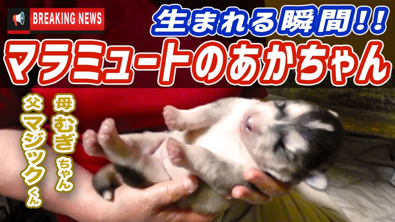 【誕生の瞬間！】マジックと麦の赤ちゃん産まれました【アラスカンマラミュート】