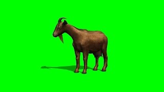 goat standing and looks around - green screen 1